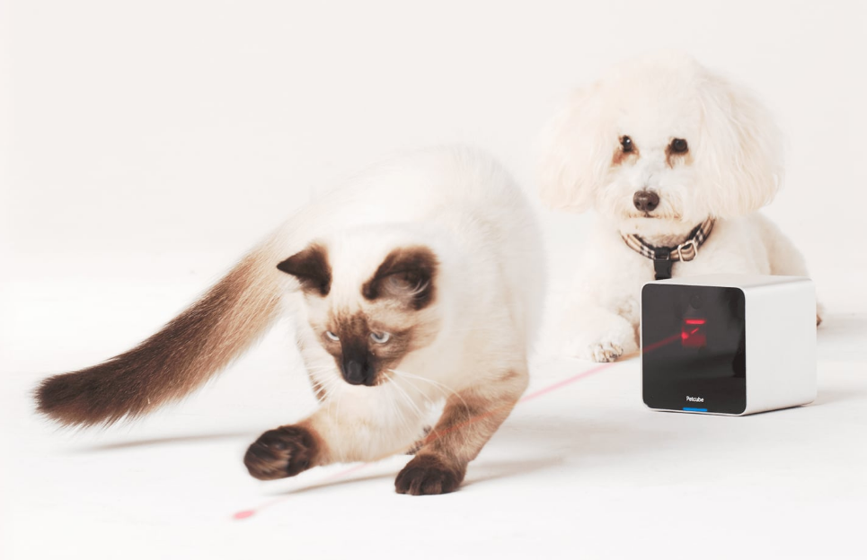 pet-camera